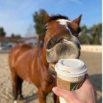 Delias horse club