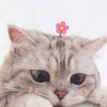 KITTENS and cats GROUP!