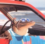 Summer Gator
