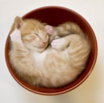 Cat club >:3