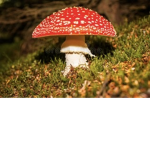 Mushroom Squad#1