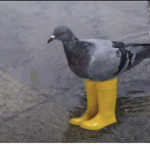 DrippinPigeon