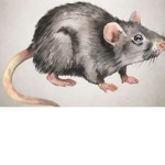 -(*Rat Clothing*)-