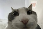 Fat Grubu