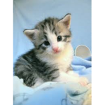 Kitty Alliance