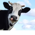 Moo Moo Squad