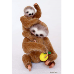 sloth group IS HERE!!!