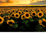 lovely sunflowers~
