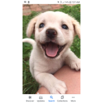 DoggyAndPuppyGroup
