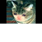 crying cat of leader_dashampro