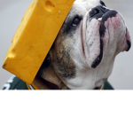 cheeese dog