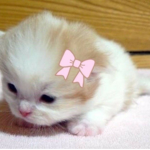 bwushi