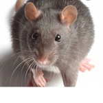 Rat squad UwUz