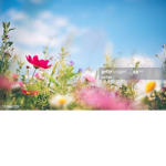 little_flowers