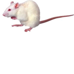 RattyRatsUwU