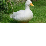Quack Daddy’s