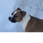 Dogs are chill