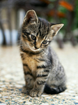 The cat lover group!