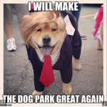 doge trump