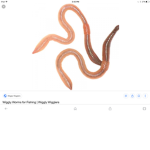 Worm club
