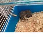 I love my hamsters!