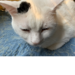 Ghostcat