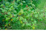 wild vines