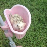  *:･ﾟ✧*:･ﾟ✧