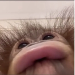Animals donkey