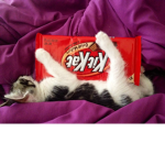 Kit Kats Thick Kats :3