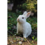 Bunny fun group with friends