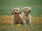 Pupp Official Group