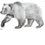 Bearking333333's Group