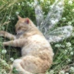 ｡  ⊹ 🐈 ◜⁀◝ ꒷  ⏔