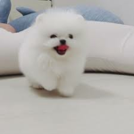 we show love to dogs