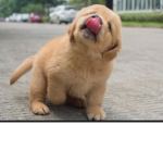 Doggie Squad! :D