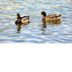 The Quackels