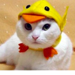 Ducky and Kitty group