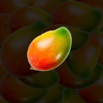 Dark Mango UGC