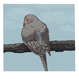 Mourning Dove [NOSTALGIACORE]