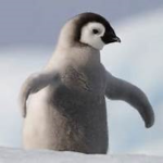 penguin wildlife save