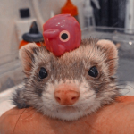 *- ferret nation -*