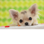 Chihuahua fan group