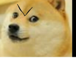 the doge group group