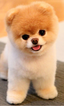 Snowy_cat 105