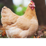 Super Chicken Clan