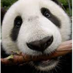 Panda stuff and otherthingss