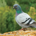 THE PIGEON ARMY YEAAAAAAAAAA