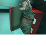 Paxton the cat