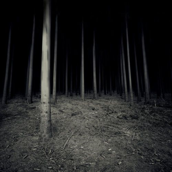 the woods